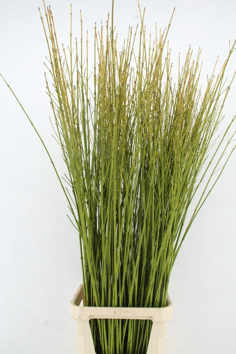 <h4>CORNUS S FLAVIRAMEA XL</h4>