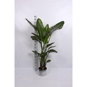 Strelitzia nicolai