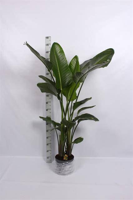 <h4>Strelitzia nicolai</h4>