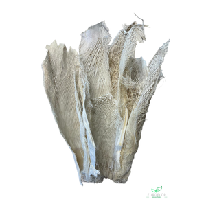 PALM BAKLA BLEACHED 30-40cm 10pcs