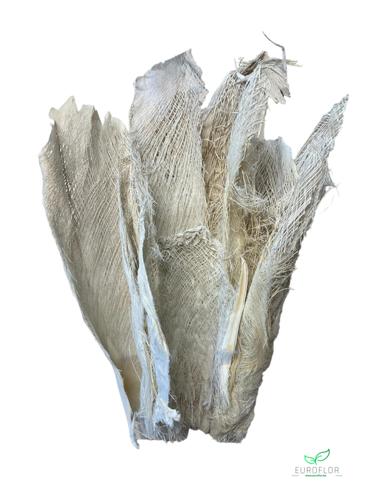 PALM BAKLA BLEACHED 30-40cm 10pcs