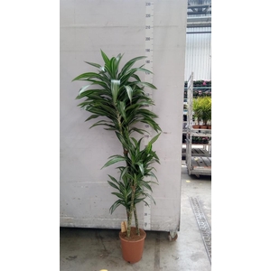 Dracaena fr de 'Ulises'
