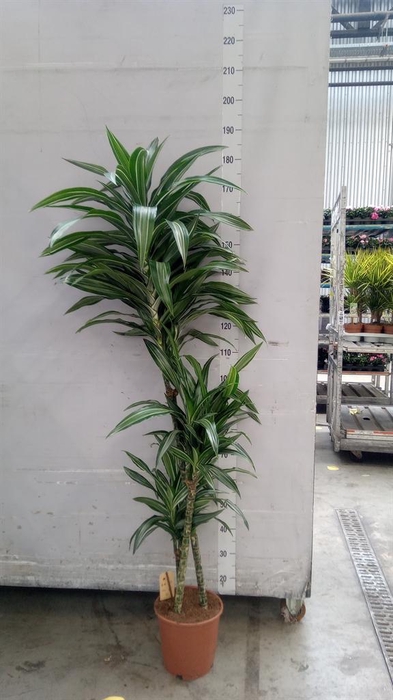 <h4>Dracaena fr de 'Ulises'</h4>