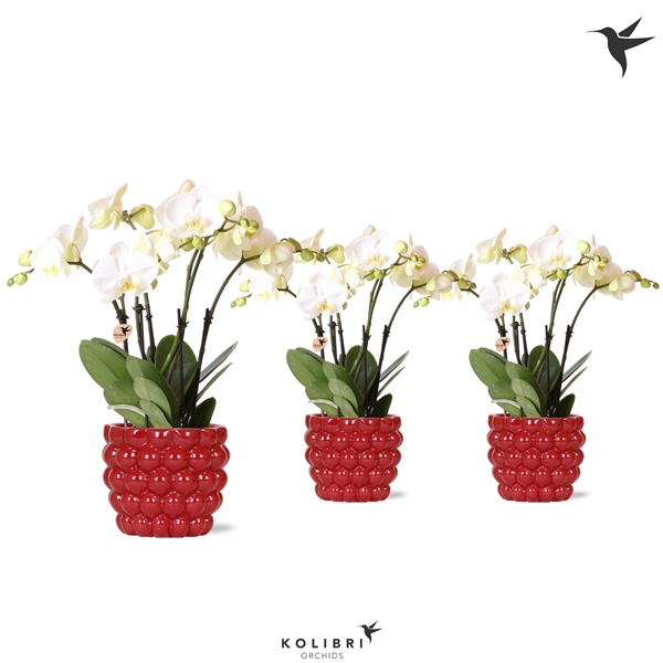 <h4>Kolibri Orchids Phalaenopsis ghent 4 spike in berry pot</h4>