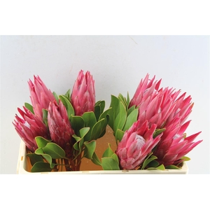 Protea Cy Madiba