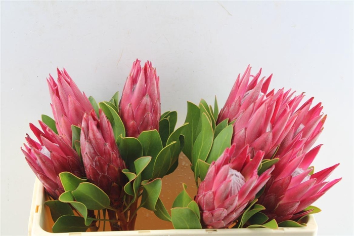 <h4>Protea Cy Madiba</h4>