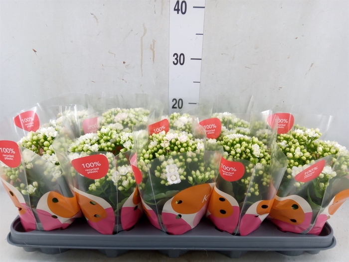<h4>Kalanchoe  'RoseFlow Greta'</h4>