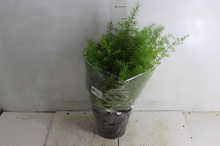 <h4>ASPARGO ALFINETE P17</h4>