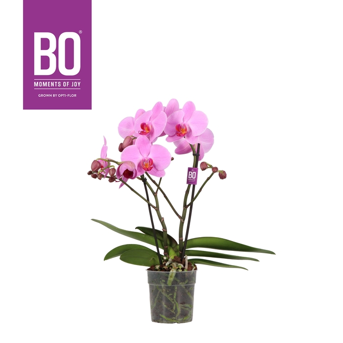 <h4>PHAL OPTI SHORTY PINK LADY 2 SPIKE</h4>