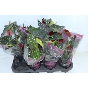 BEGONIA MACULATA P13 PO