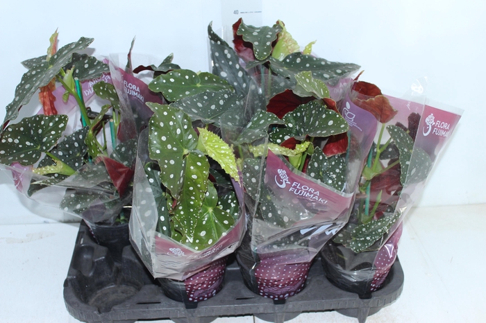 <h4>BEGONIA MACULATA P13 PO</h4>