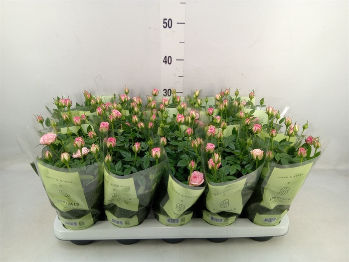 <h4>Rosa  'Carousel Kordana'</h4>