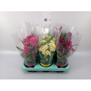 Celosia arg. CR 'Hot Topic'   ..mix