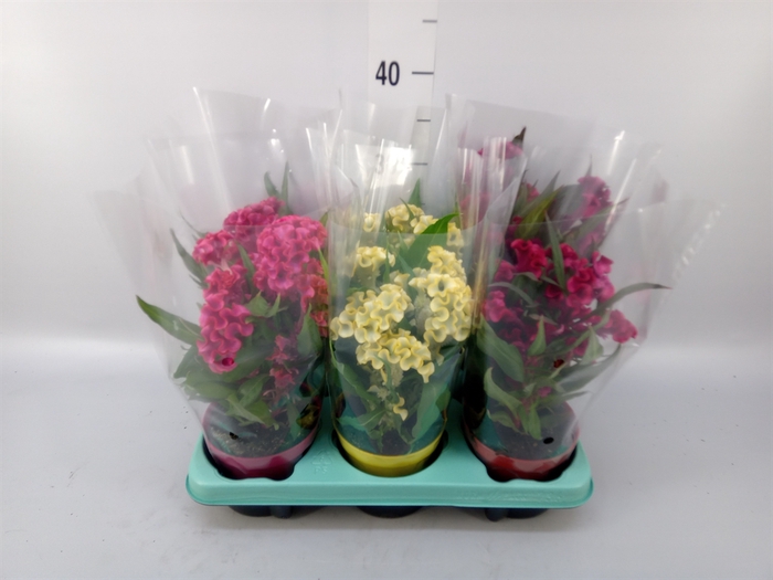 <h4>Celosia arg. CR 'Hot Topic'   ..mix</h4>