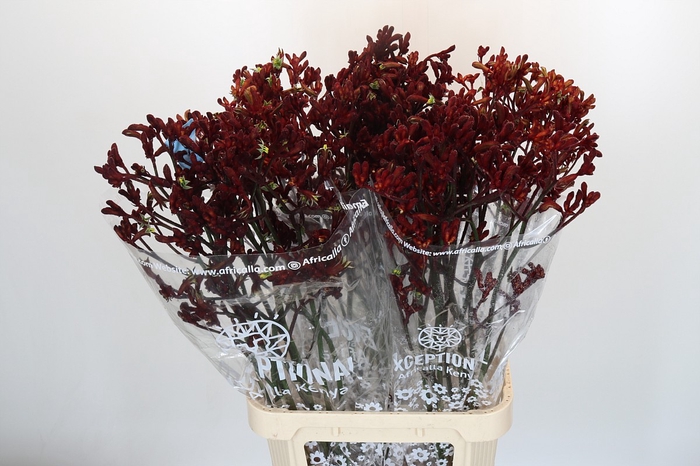 <h4>Anigozanthos Early Spring</h4>