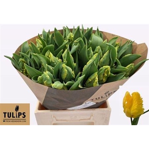 Tu Pa Parr Strongold