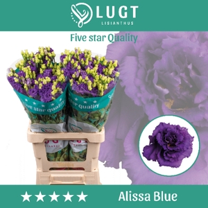 Lisianthus Alissa Blue