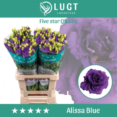 <h4>Lisianthus Alissa Blue</h4>