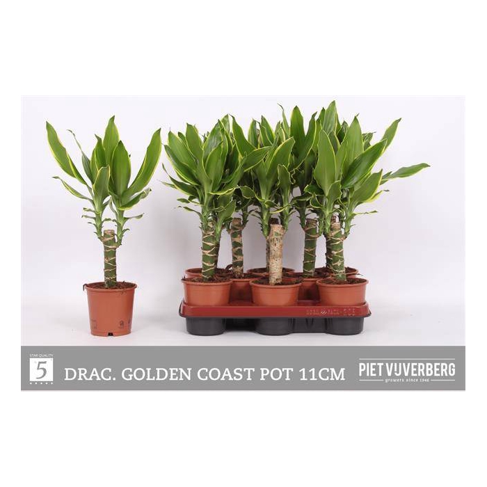 <h4>Dracaena fragrans Golden Coast 11Ø 40cm 1pp</h4>