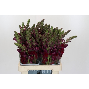 Antirrhinum Potomac Red