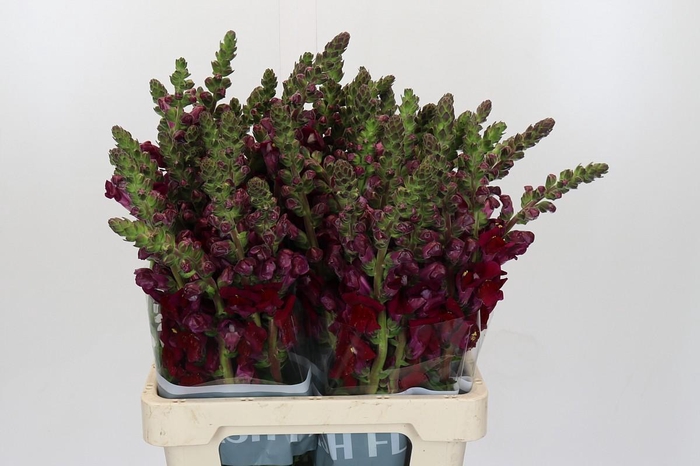 <h4>Antirrhinum Potomac Red</h4>