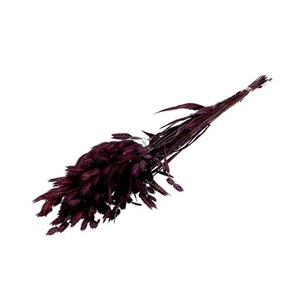 Bunch Chasmantium Pres. 80g L70