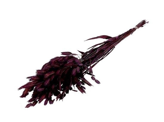 Bunch Chasmantium Pres. 80g L70