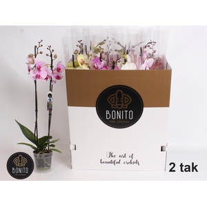 PHAL GEM 9 KL