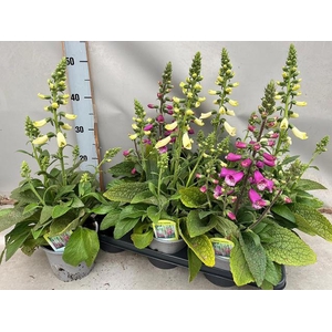 DIGI PURPUREA