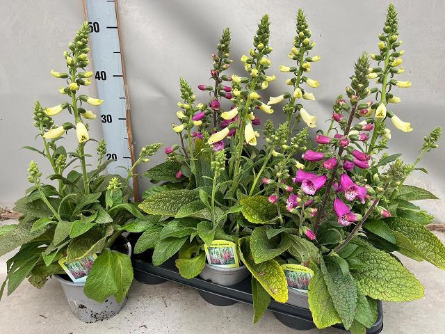 <h4>DIGI PURPUREA</h4>