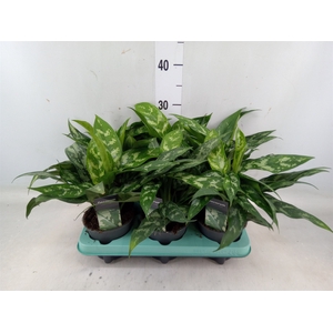 Aglaonema  'Maria'