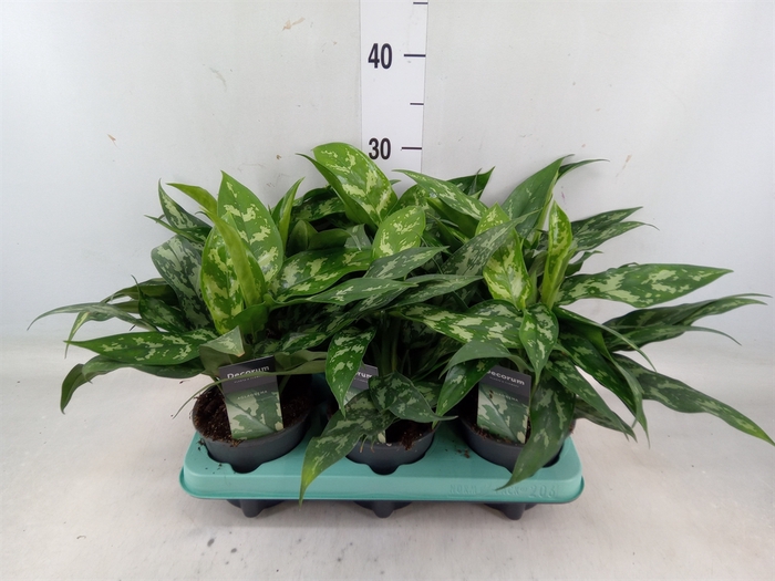 <h4>Aglaonema  'Maria'</h4>