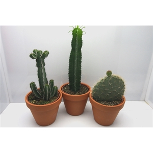 1820 Rozenpot cactus 17 cm