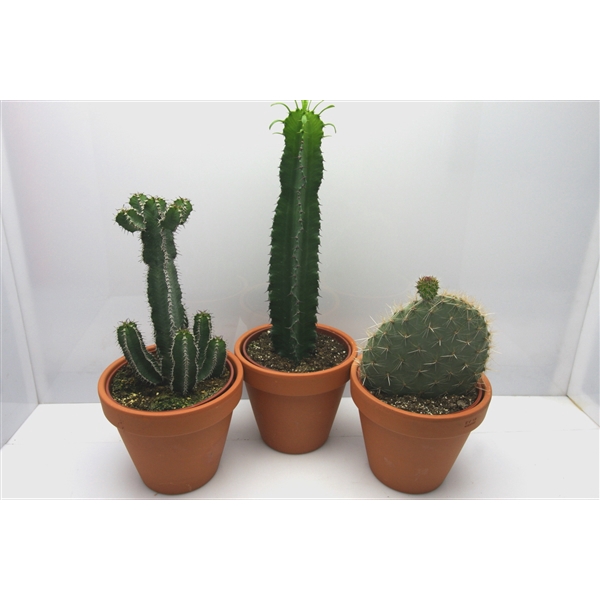 <h4>1820 Rozenpot cactus 17 cm</h4>