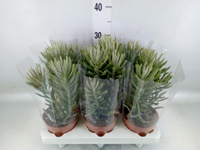 <h4>Senecio   ...</h4>