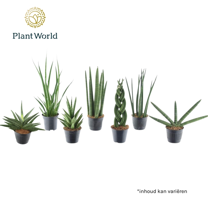 <h4>Sansevieria mix Kalahari P10,5</h4>