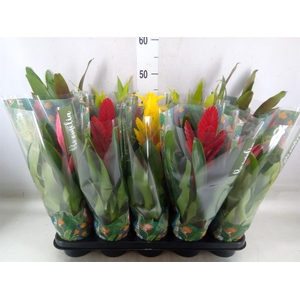 Bromelia   ...mix