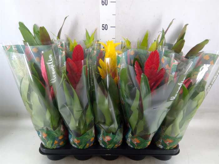 <h4>Bromelia   ...mix</h4>
