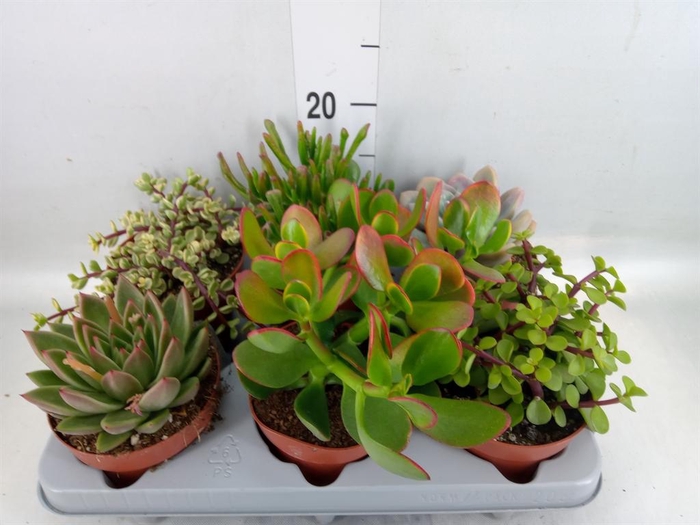 <h4>Succulents   ...</h4>