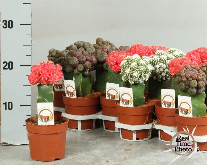 <h4>CACTUS GEM</h4>
