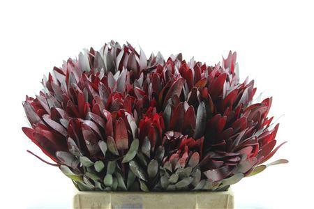 <h4>Leucad Saf Sunset</h4>