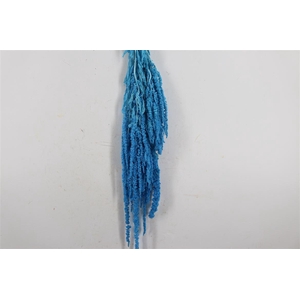 Pres Amaranthus Caud L Blue Bunch