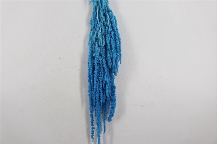 <h4>Pres Amaranthus Caud L Blue Bunch</h4>