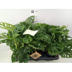 Monstera obliqua 'Monkey Mask'