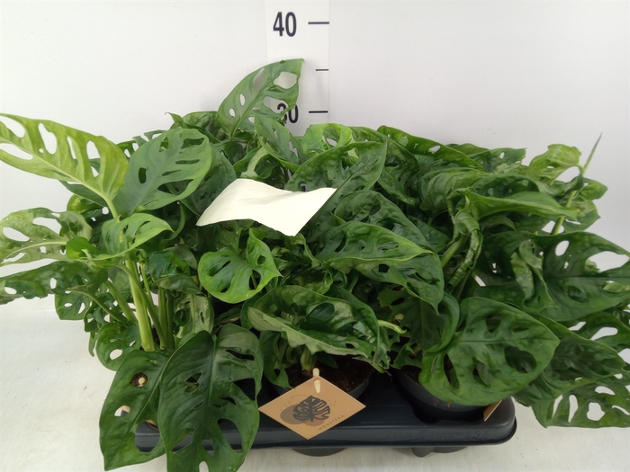 <h4>Monstera obliqua 'Monkey Mask'</h4>