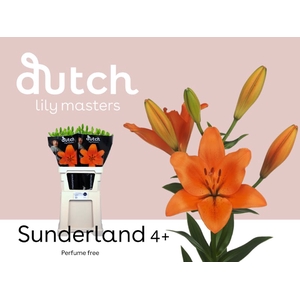 Li La Sunderland 4+ Lily Master