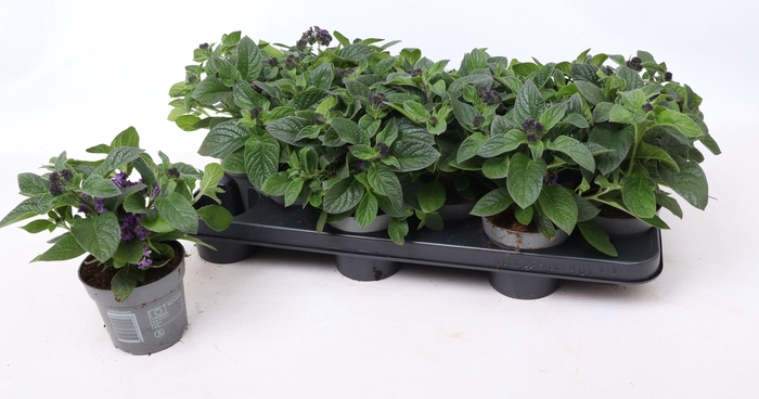 <h4>Heliotropium 'Scentropia Blue'</h4>
