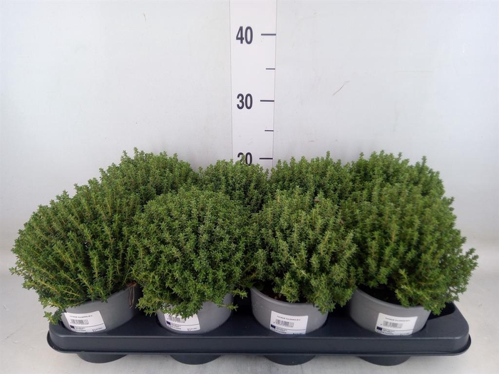 <h4>Tuinkruiden   ...</h4>