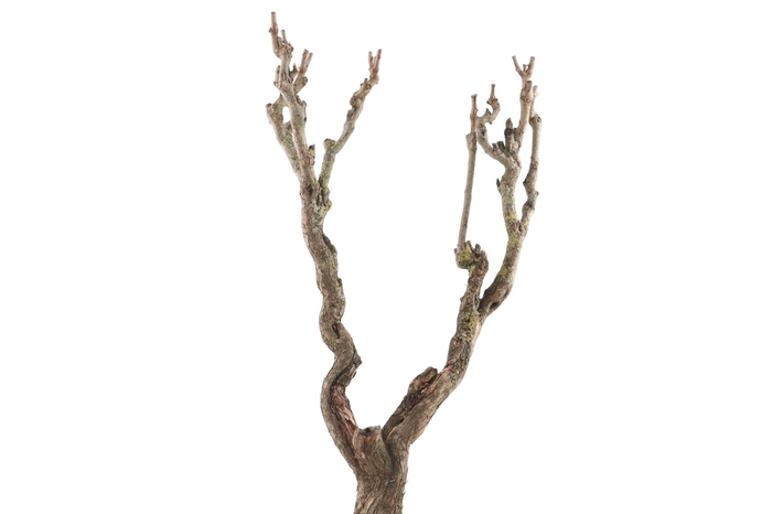 <h4>Syringa Branch Extra Debussy</h4>