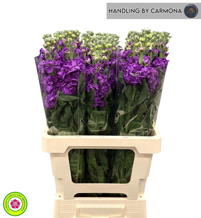 <h4>MATTH IRON PURPLE</h4>